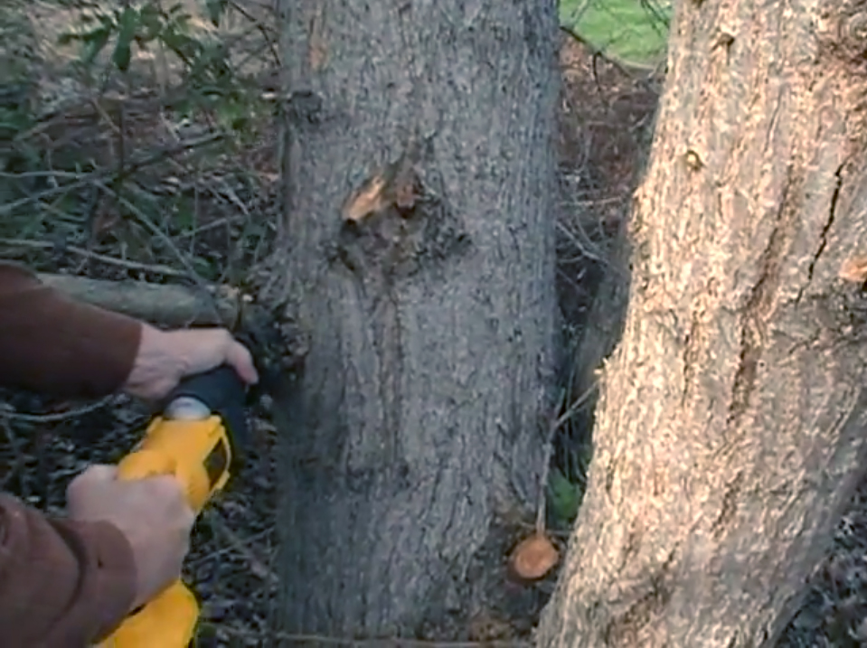 Cutting tree limbs with sawzall