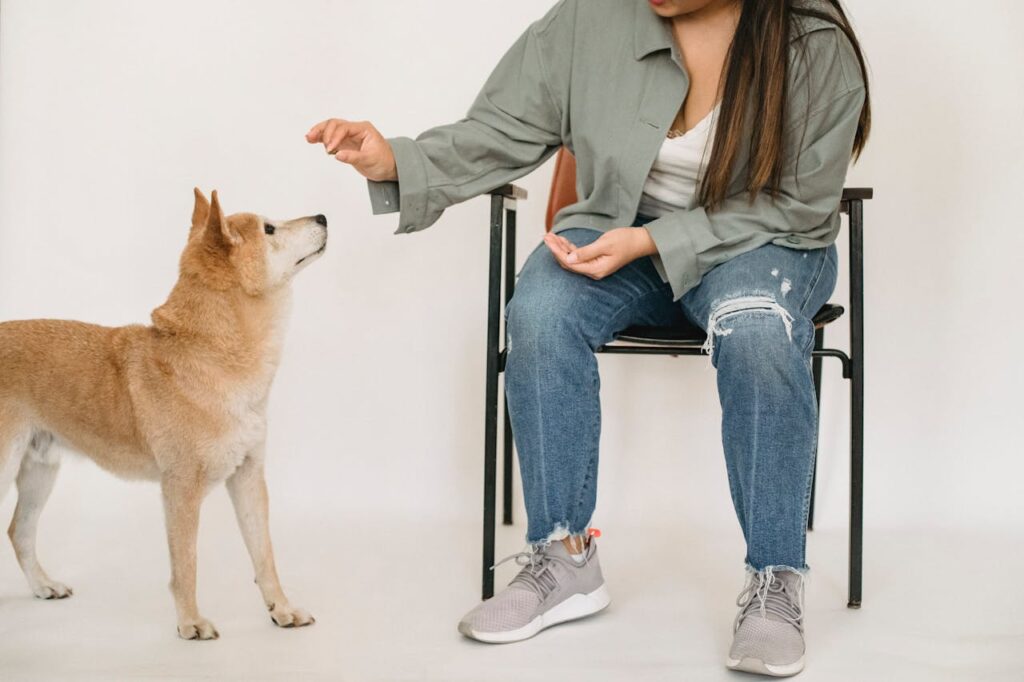 Woman sitting on the chair training a dog